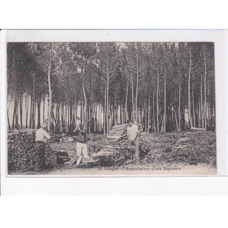 LOIR ET CHER: en sologne, exploitation d'une sapinière - très bon état