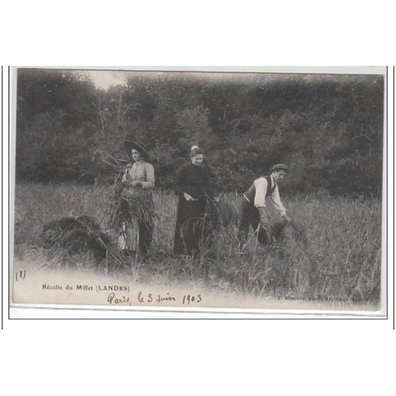 LANDES : récolte du millet - très bon état