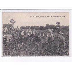 ILE-D'OLERON: groupe de vendangeurs au travail - très bon état