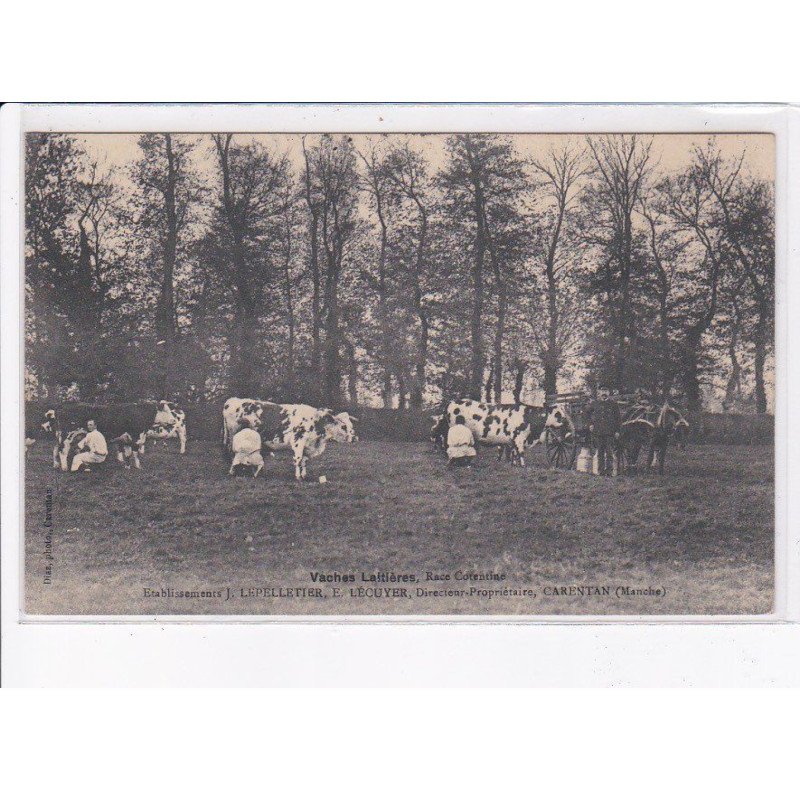 CARENTAN:vaches laitières - très bon état