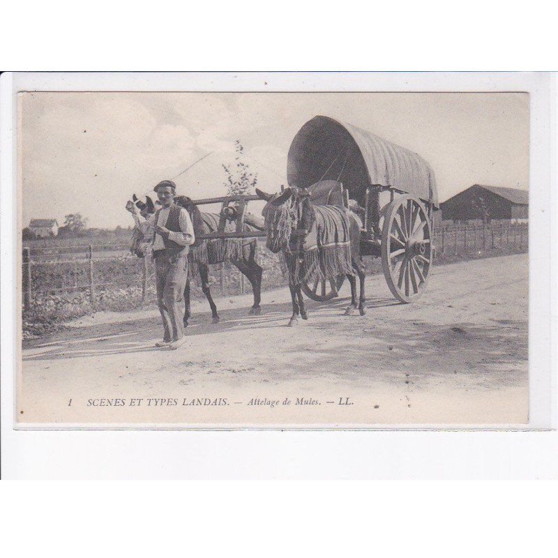 LANDES: attelage de mules - très bon état