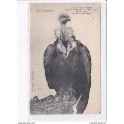 HAUTES PYRENEES: vautour des pyrénées capturé vivant le 15 juillet 1904 au pic long par M. Lucas-Pezon - très bon état