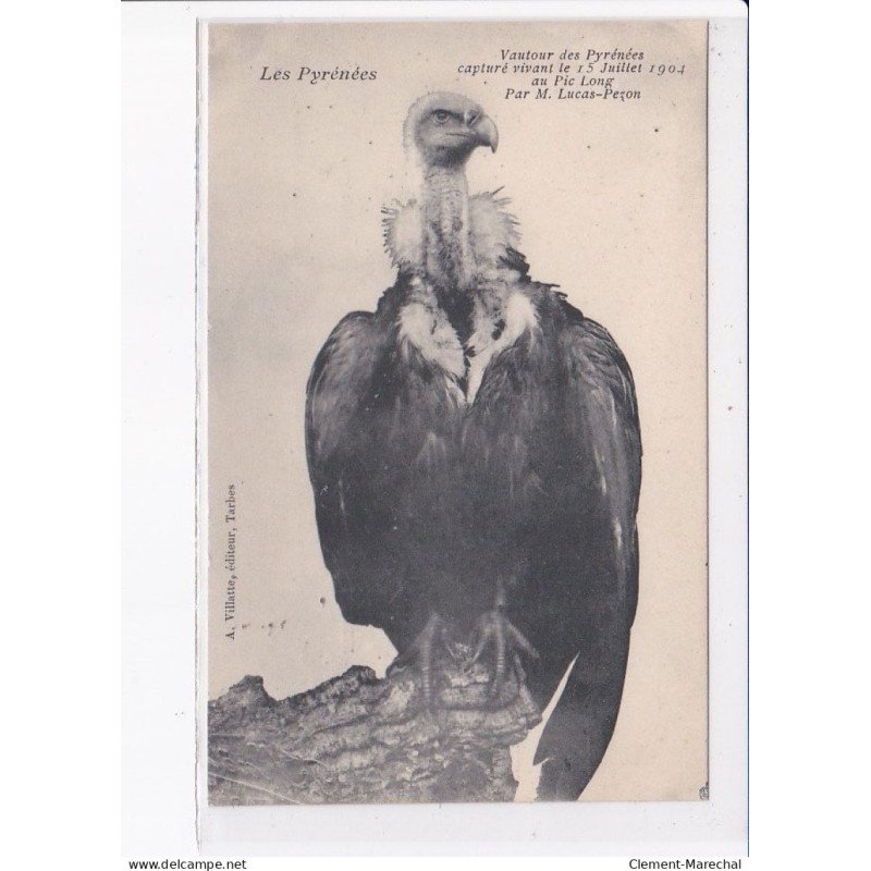 HAUTES PYRENEES: vautour des pyrénées capturé vivant le 15 juillet 1904 au pic long par M. Lucas-Pezon - très bon état
