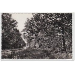 SIGNY L'ABBAYE : un coin de la magnifique forêt qui borde la colonie de vacances de la Vénerie - très bon état