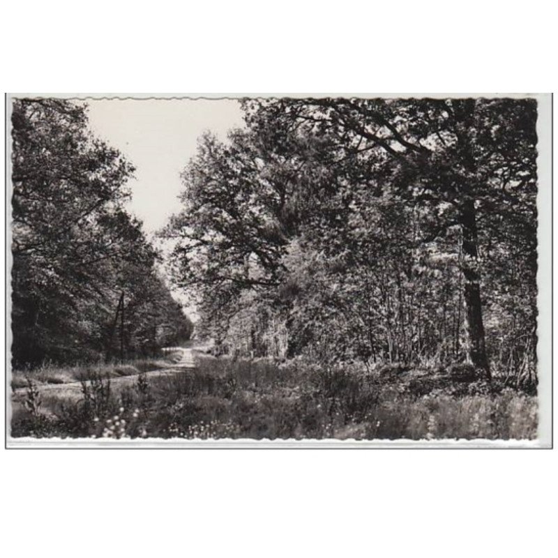 SIGNY L'ABBAYE : un coin de la magnifique forêt qui borde la colonie de vacances de la Vénerie - très bon état