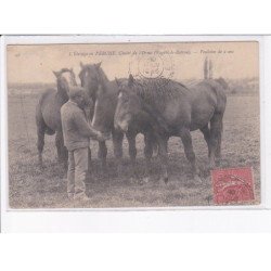 NOGENT-le-ROTROU: l'élevage en perche, chalet de l'orne, poulains de 2 ans - état