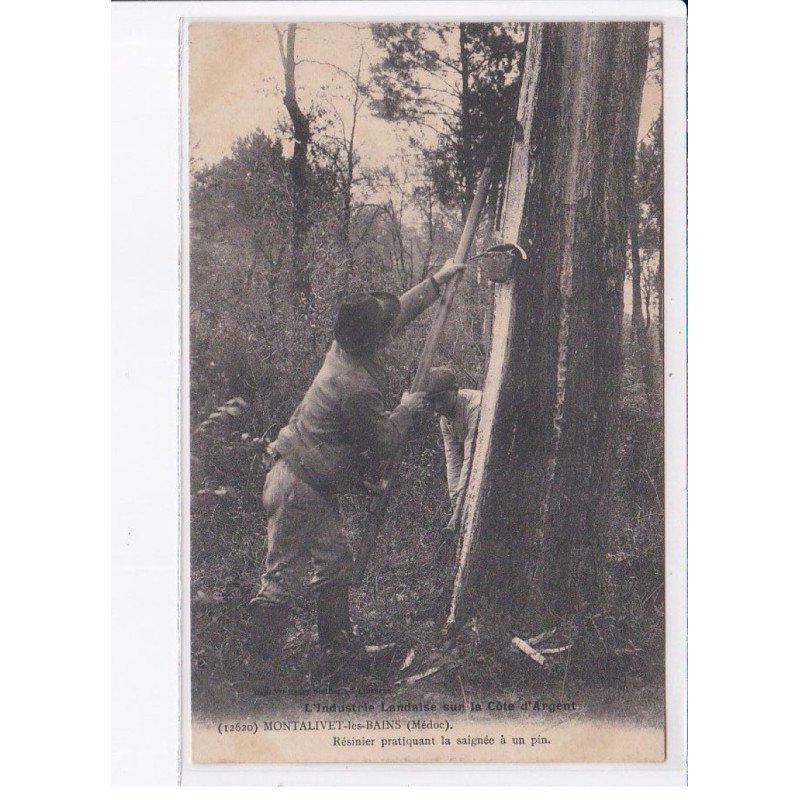 MONTALIVET-les-BAINS: résinier pratiquant la saigné à un pin, bois - très bon état