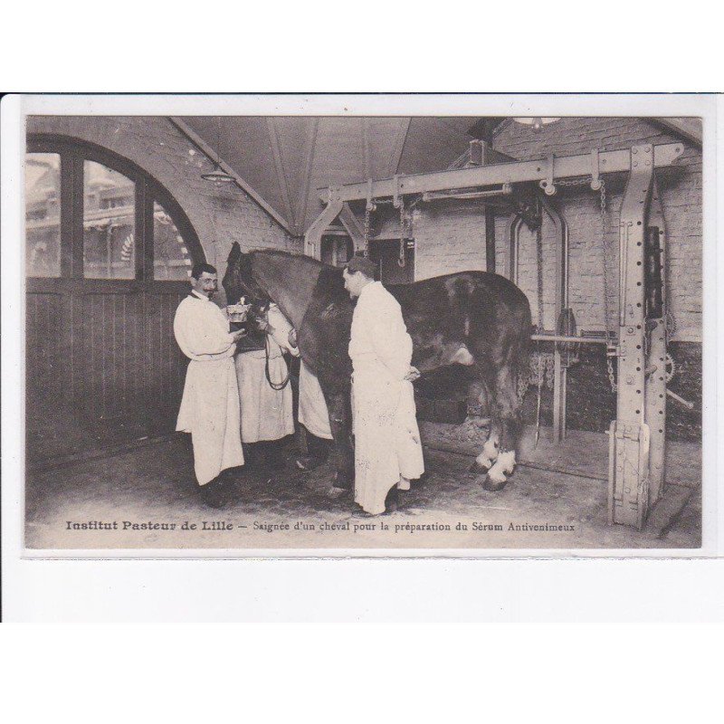 LILLE: institut pasteur saignée d'un cheval pour la préparation du sérum antivenimeux - très bon état