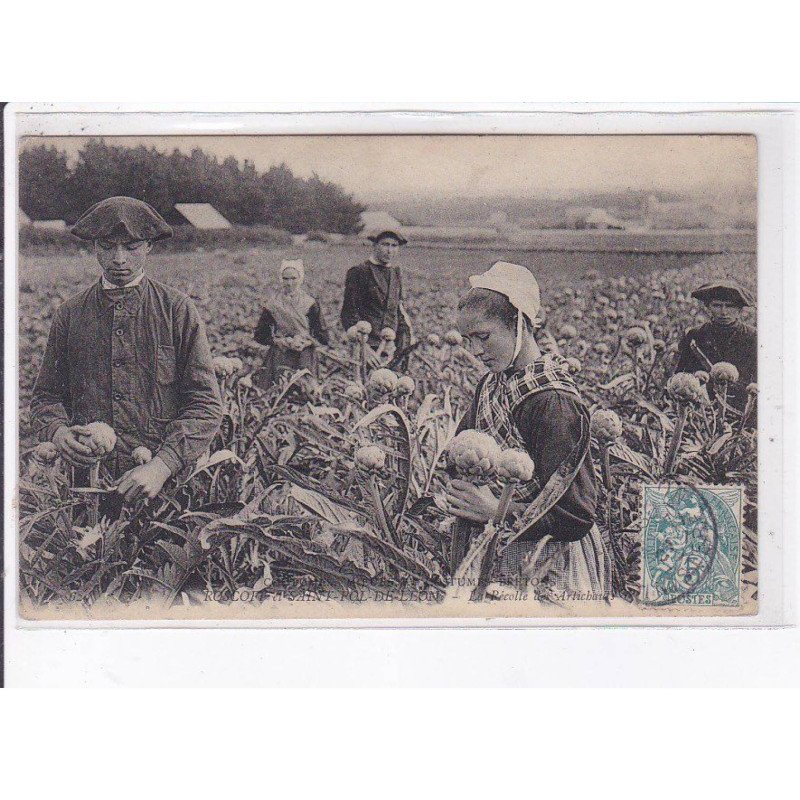 SAINT-POL-de-LEON: la récolte des artichauts - très bon état