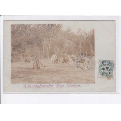 environs TOULOUSE: à la recherche d'un grillon - état