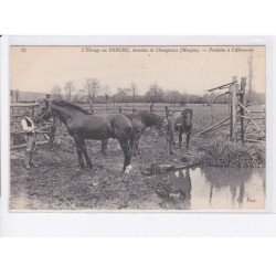MARGON: l'élevage au perche domaine de champeaux, poulains à l'abreuvoir - très bon état