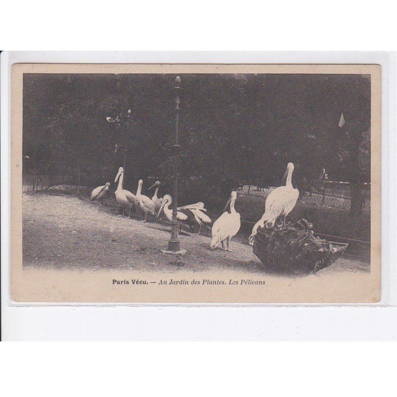 PARIS: paris vécu, au jardin des plantes, les pélicans - très bon état