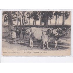 CORSE: types corses, un attelage boeufs - très bon état