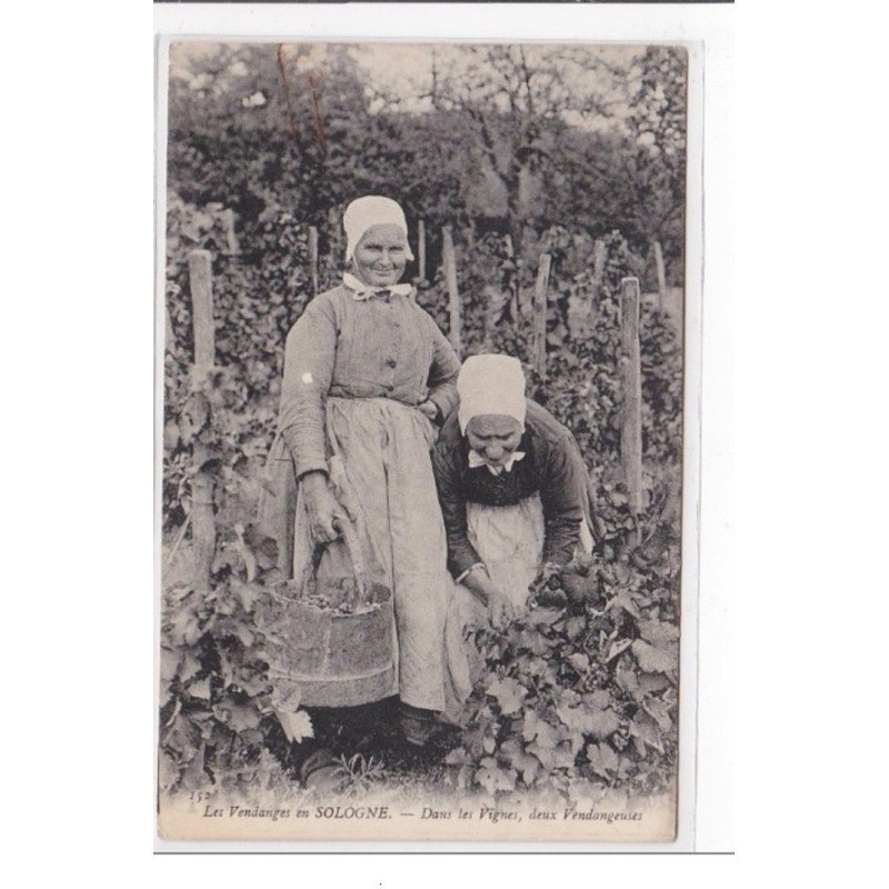 SOLOGNE : les vendanges - tres bon etat