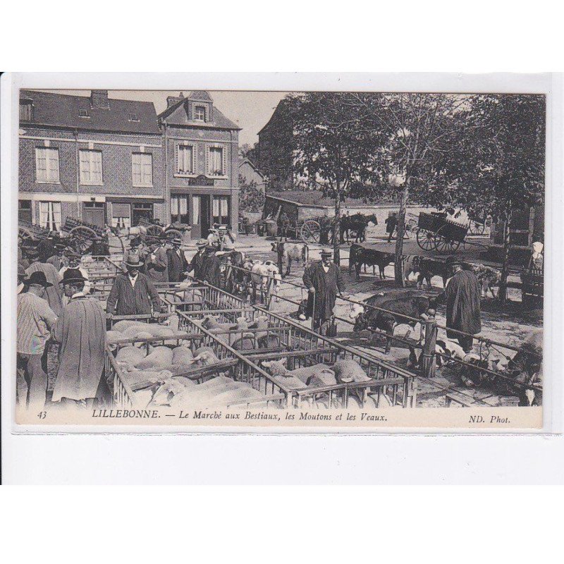 LILLEBONNE: le marché aux bestiaux, les moutons et les veaux - très bon état