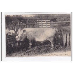 LANDES : etablissement MARTIN freres, verrat yorksire - tres bon etat
