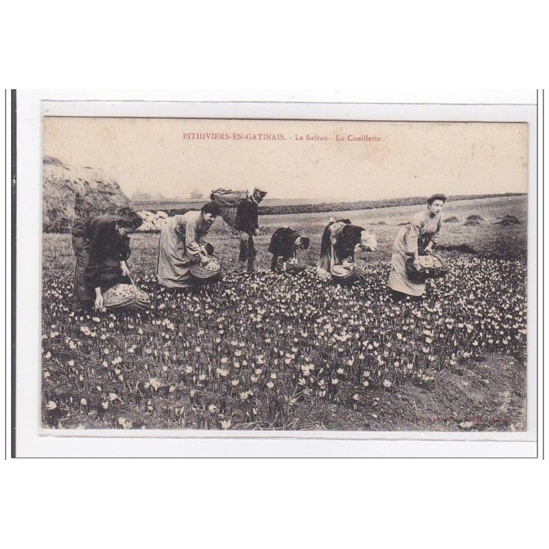 PITHIVIERS-enGATINAIS : le safran, la cueillette - tres bon etat