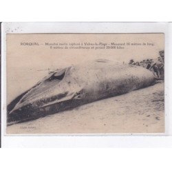VALRAS-la-PLAGE: rorqual monstre marin capturé mesurant 16 mètres de long - très bon état