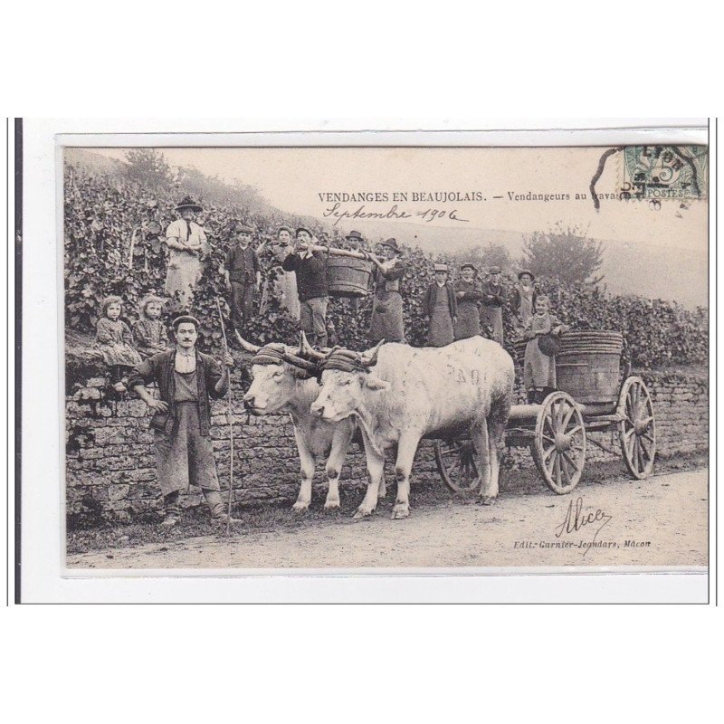 SAONE-et-LOIRE : vendanges en beaujolais, vendangeurs au travail - tres bon etat