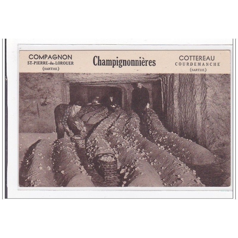 St-PIERRE-du-LOROUER : compagnon, champignonnieres - tres bon etat