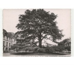 TOURS: musée de tours, le cèdre du liban, planté en 1808 vue aérienne 10X15 - très bon état