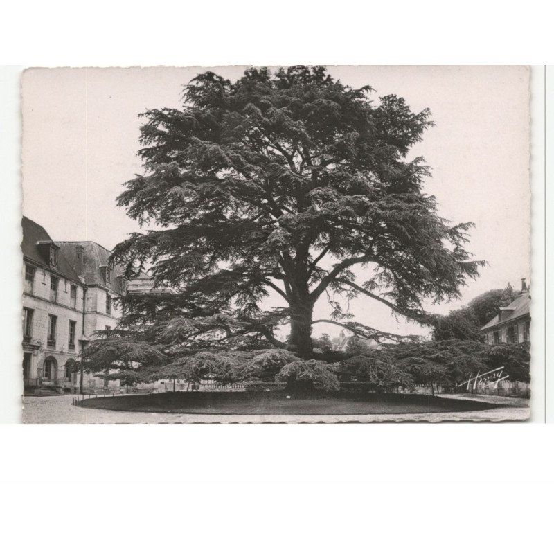 TOURS: musée de tours, le cèdre du liban, planté en 1808 vue aérienne 10X15 - très bon état
