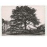 TOURS: musée de tours, le cèdre du liban, planté en 1808 vue aérienne 10X15 - très bon état