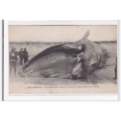 BARRE-de-MONTS : une baleine, ce monstre marin mesure 20 metres de long et pese 70 000 kilos - tres bon etat