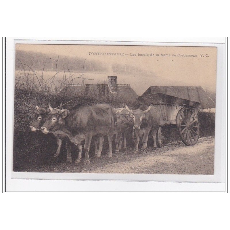 TORTEFONTAINE : les boeufs de la ferme de corbesseau - tres bon etat