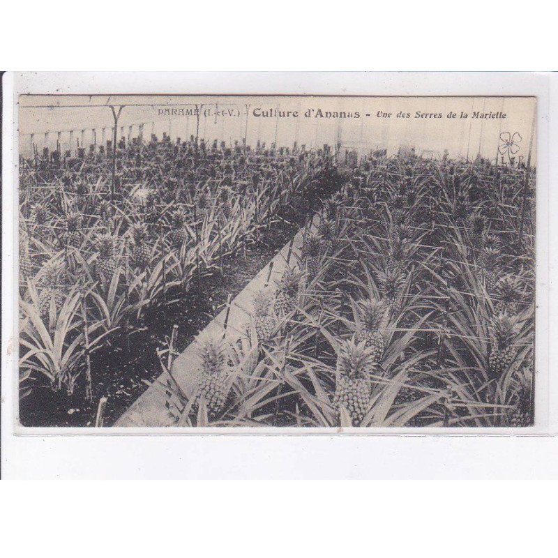 PARAME: culture d'ananas, une des serres de la mariette - très bon état