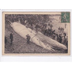 ROSCOFF : baleine échoué - très bon état