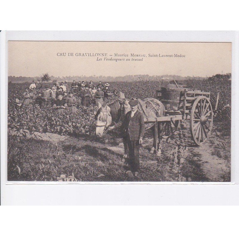 SAINT-LAURENT-MEDOC: cru de gravillonne, maurice moreau, les vendanges au travail - très bon état