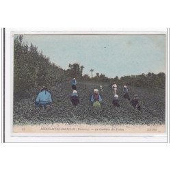 PLOUGASTEL-DAOULAS : la cueillette des fraises - tres bon etat