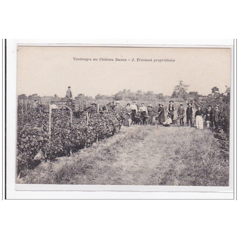 GIRONDE : vendanges au chateau duzan, J. Triviaud propriétaire - tres bon etat