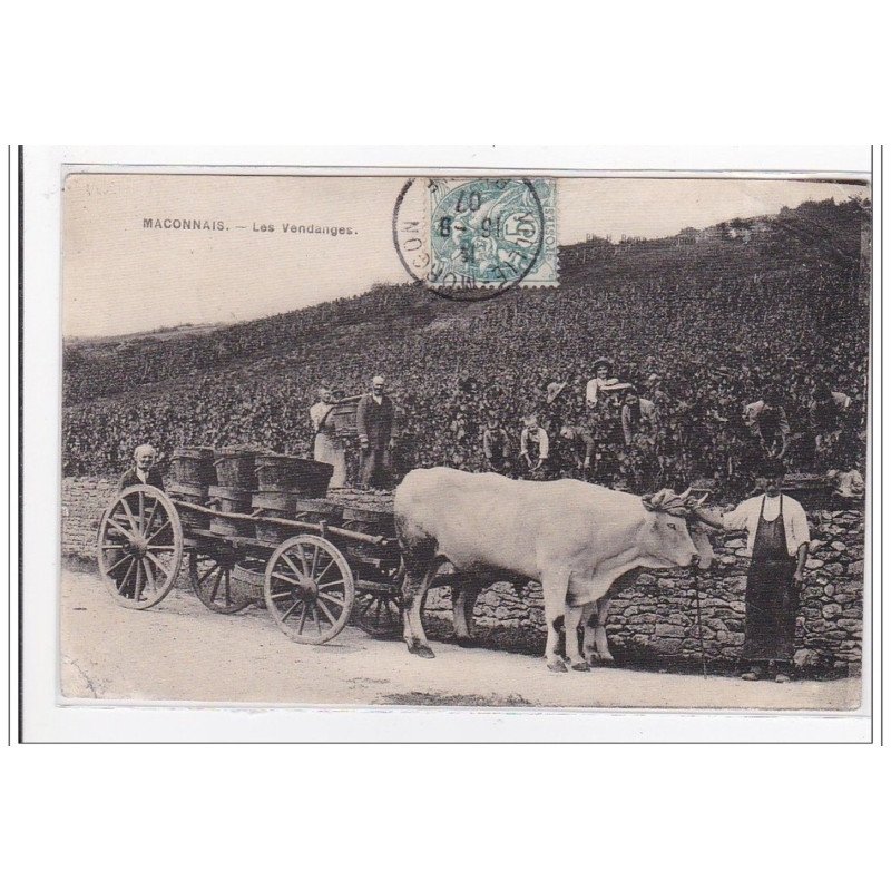 MACONNAIS : les vendanges - etat MACONNAIS : les vendanges - etat