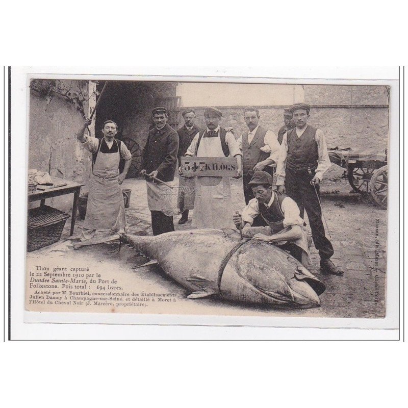 FOLKESTONE : thon geant capturé le 22 septembre 1910, 694lbs - tres bon etat