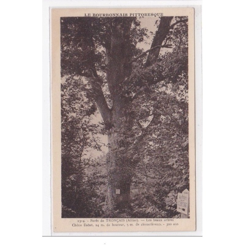 TRONCAIS : foret de troncais, les beaux arbres, chene dabat 24m de hauteur 5m de circonference 300 ans - tres bon etat