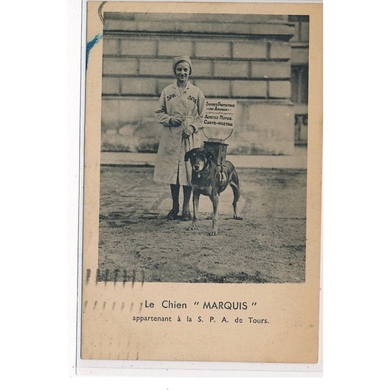 TOURS - Le chien """"Marquis"""" appartenant à la SPA de Tours - très bon état