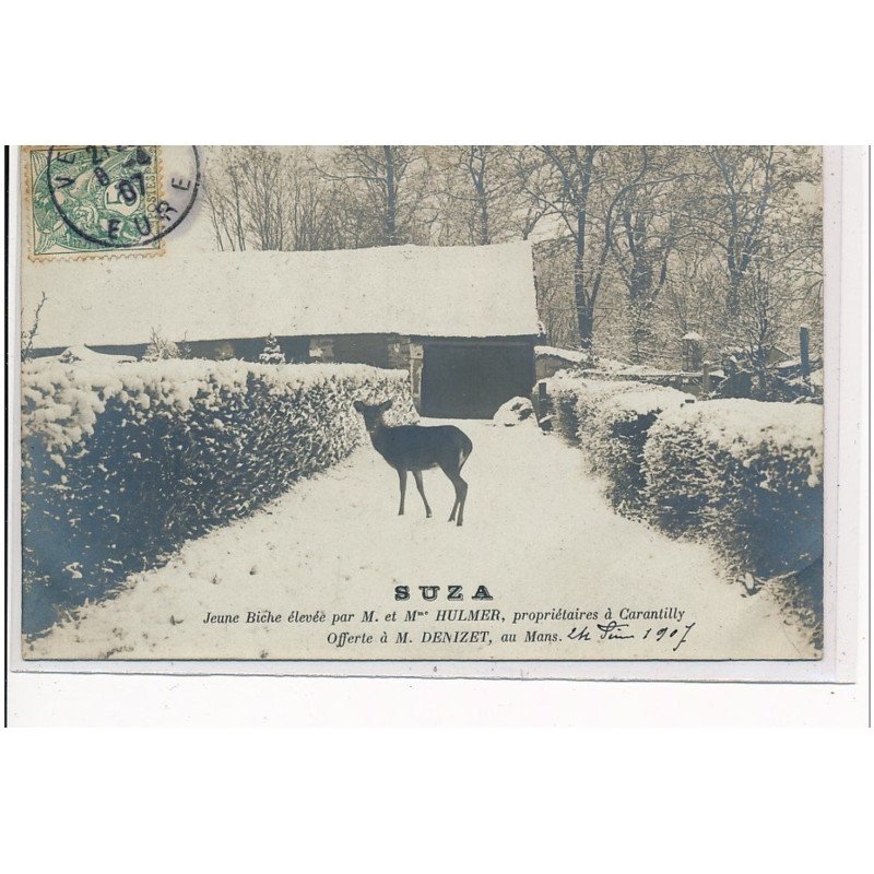 SUZA - Jeune biche élevée par Mr et Mme Hulmer