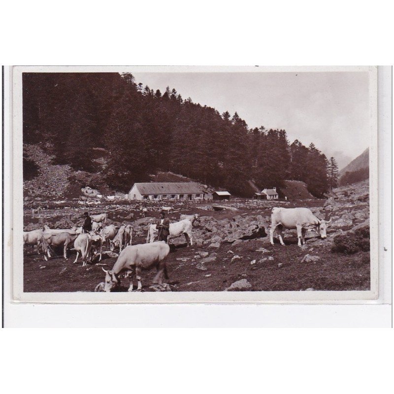 CAUTERETS : vallée de lutour, troupeau devant la frontiere - tres bon etat CAUTERETS : vallée de lutour, troupeau devant la frontiere - tres bon etat