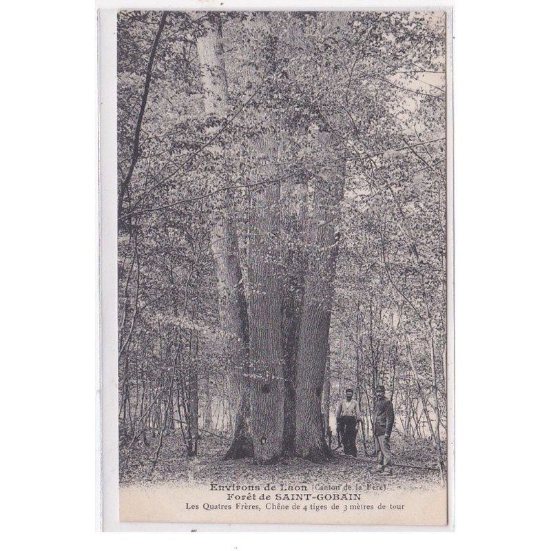 St-GOBAIN : foret de st-gobain, les quatres freres, chene de 4 tiges de 3 metres de tour - tres bon etat