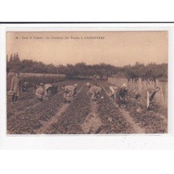 CARPENTRAS : Dans le Comtat, La cueillette des fraises - très bon état