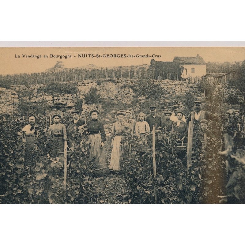 NUITS-ST-GEORGES : La Vendange en Bourgogne - état