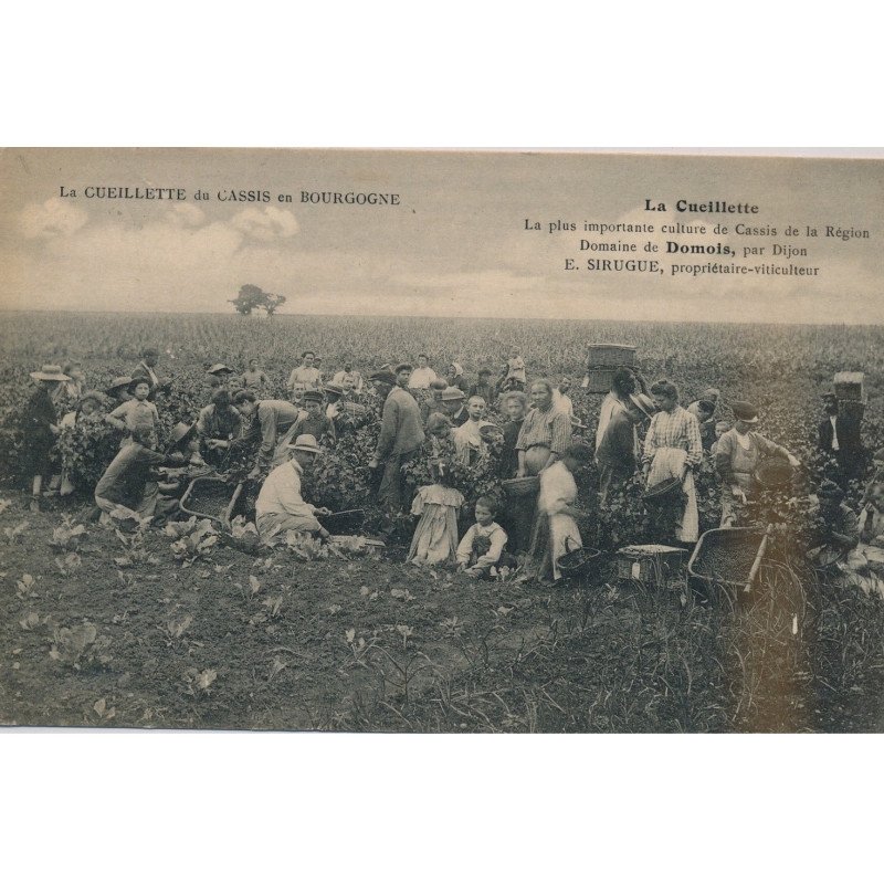 La Cueillette du cassis , Domaine de DOMOIS - état