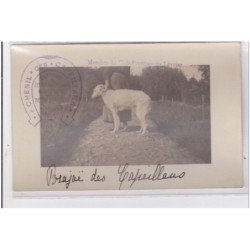 St-CYPRIEN : carte photo chenil du domaine des capeillans dressage chiens domaine des capeillans - très bon état