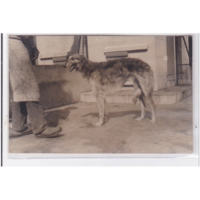 St-CYPRIEN : carte photo chenil du domaine des capeillans dressage chiens domaine des capeillans - très bon état