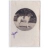 St-CYPRIEN : carte photo chenil du domaine des capeillans dressage chiens domaine des capeillans - très bon état