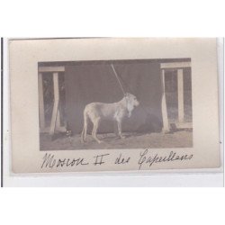 St-CYPRIEN : carte photo chenil du domaine des capeillans dressage chiens domaine des capeillans - très bon état