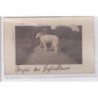 St-CYPRIEN : carte photo chenil du domaine des capeillans dressage chiens domaine des capeillans - très bon état