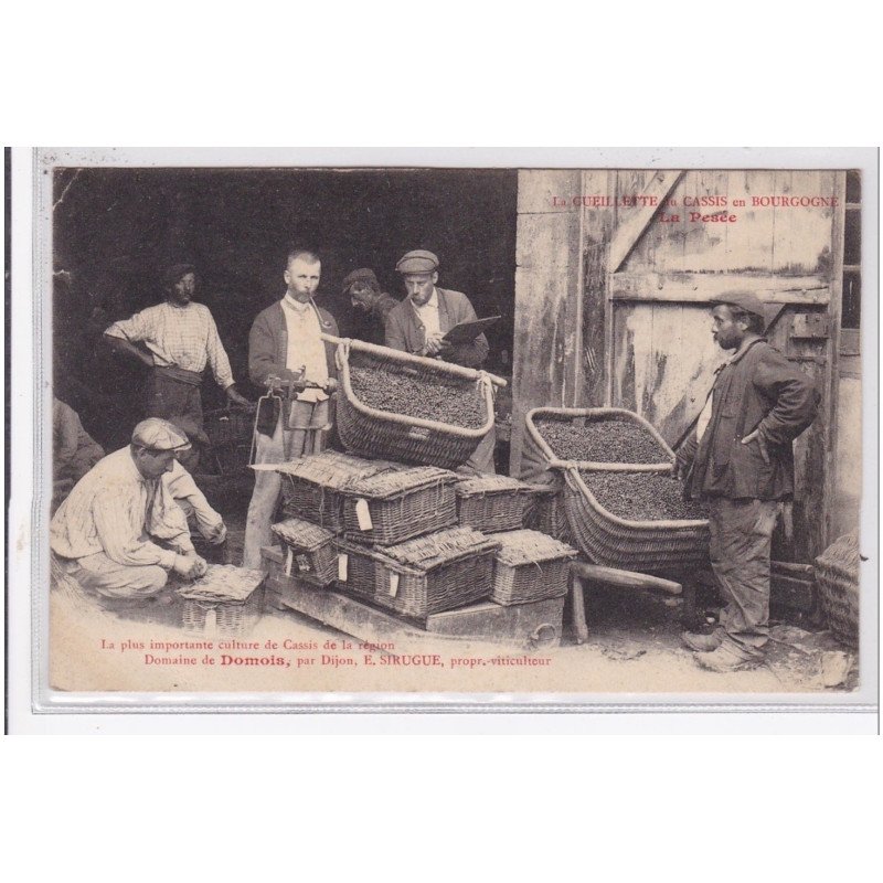 Domaine de DOMOIS par Dijon : cueillette du cassis - la Pesée - viticulteur SIRUGUE - bon état (un petit pli d'angle)